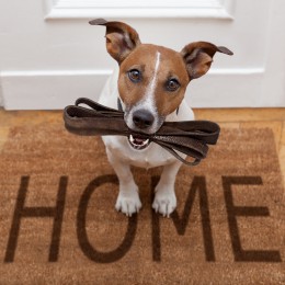 Dog sitting on a Home welcome mat.